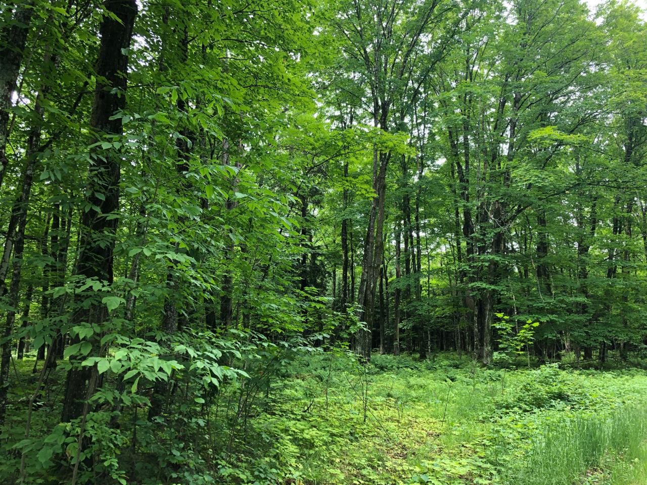 Lot #1 Columbus Lake Road, Unit ON Eagle River, WI 54521 - Photo 18 of 27 Gallery Image 18
