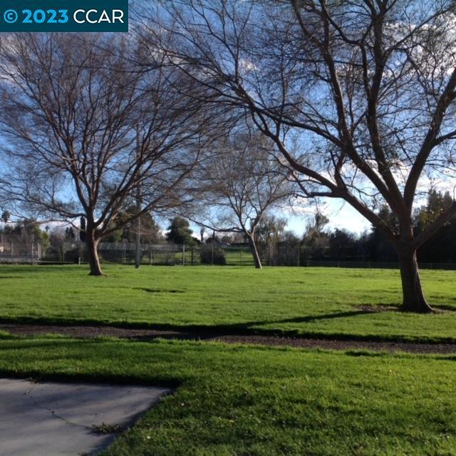 2019 Olivera Road Concord, CA 94520 - Photo 6 of 7 a big yard with large trees