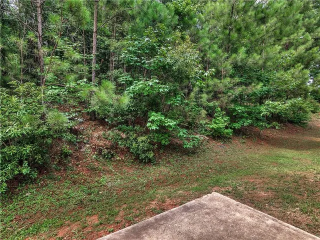 a view of a forest with a tree