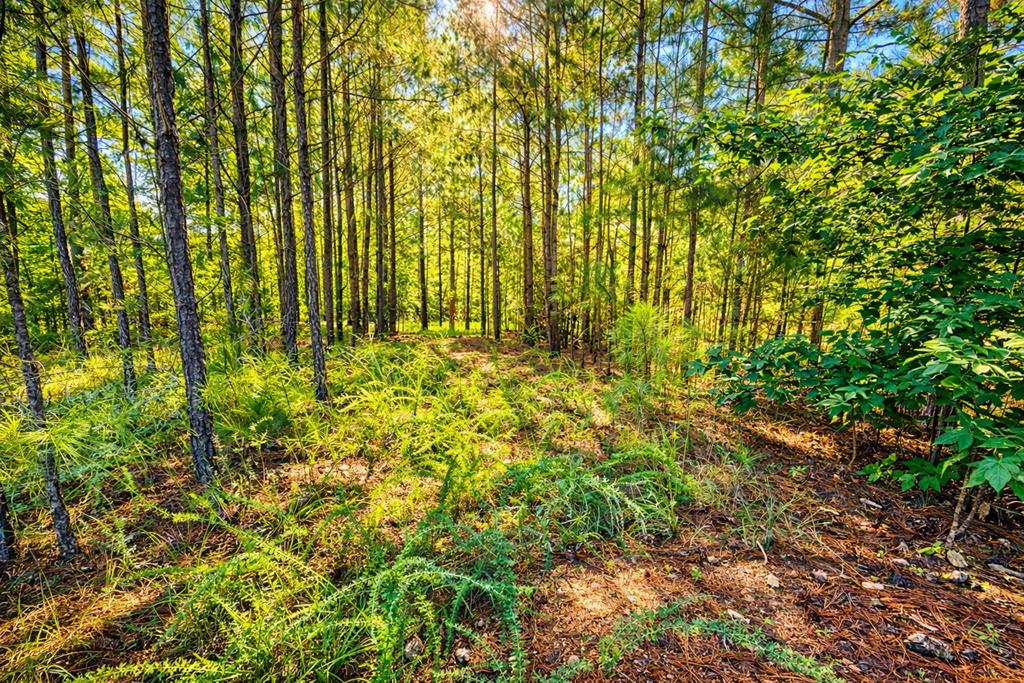 237 Terrapin Pointe Road Hodges, SC 29653 - Photo 5 of 9