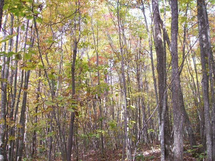 Lot 116 Jason Road Pikeville, TN 37367 - Photo 2 of 6 100_1391