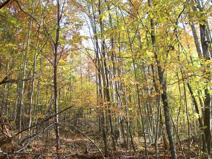 Lot 116 Jason Road Pikeville, TN 37367 - Photo 5 of 6 100_1400