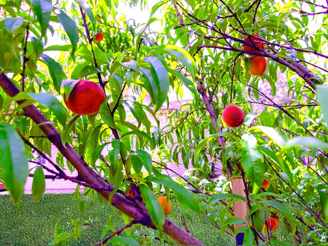 $595,000 | 100 Walden Pond Boulevard, Monticello, IL 61856