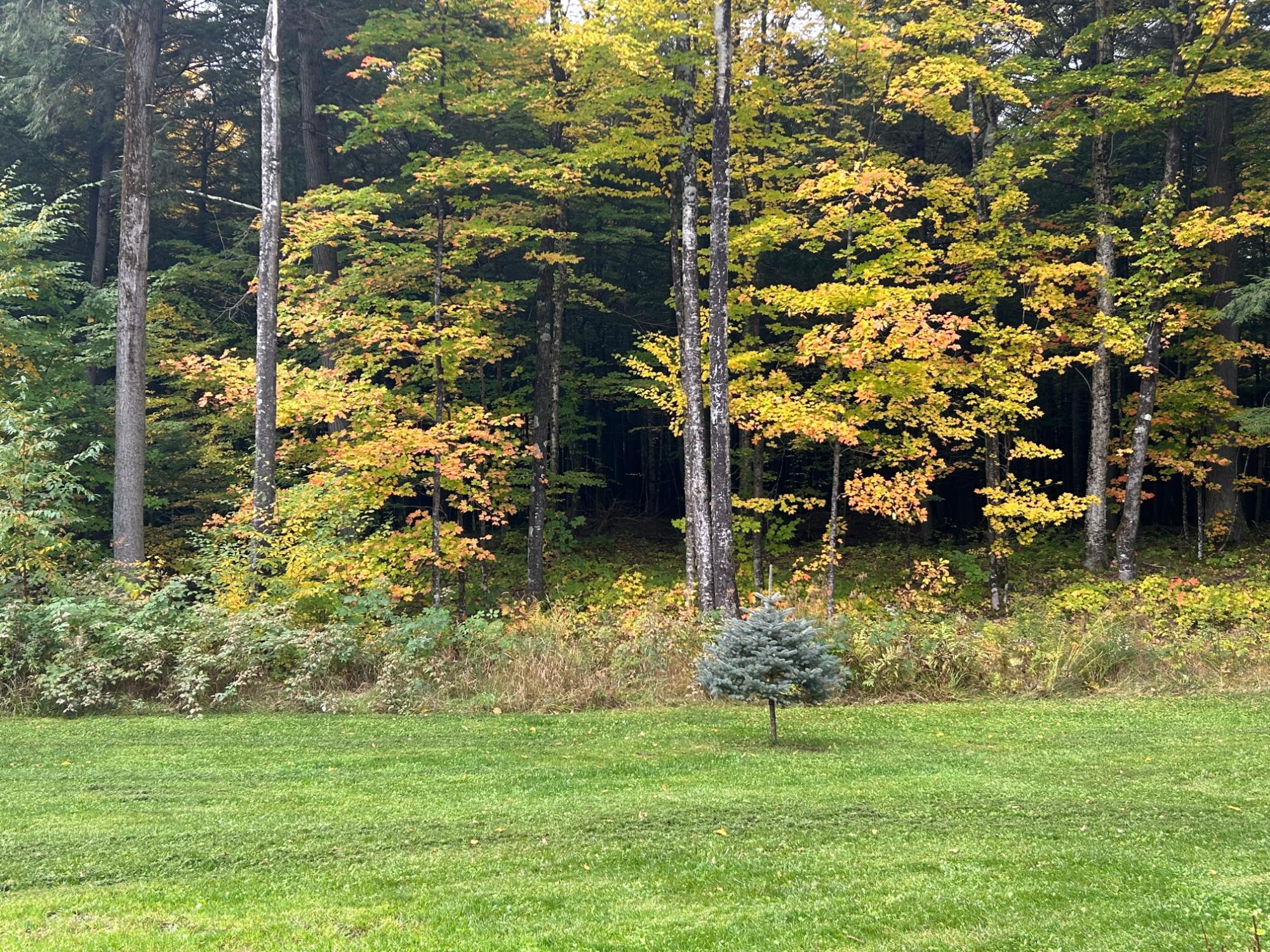 N10311 Hemlock Road Summit Lake, WI 54485 - Photo 14 of 79 Gallery Image 14
