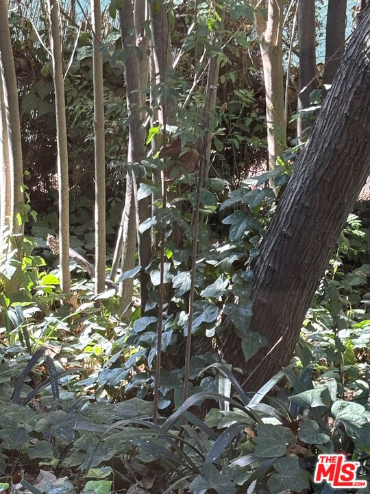 643 Hightree Road Santa Monica, CA 90402 - Photo 22 of 25 a picture of tree