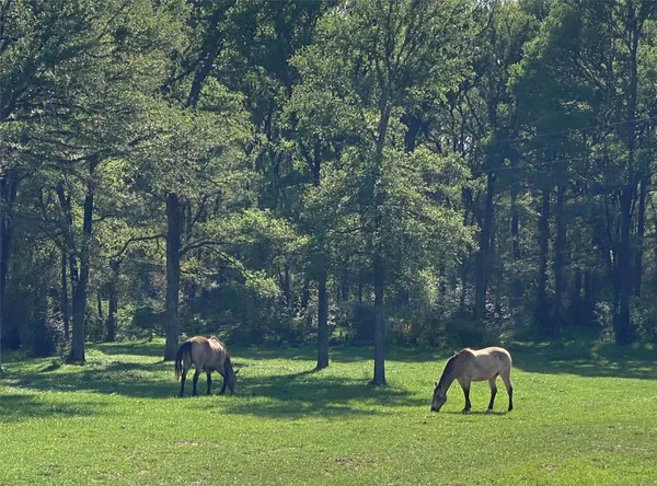 a green field with trees in the background