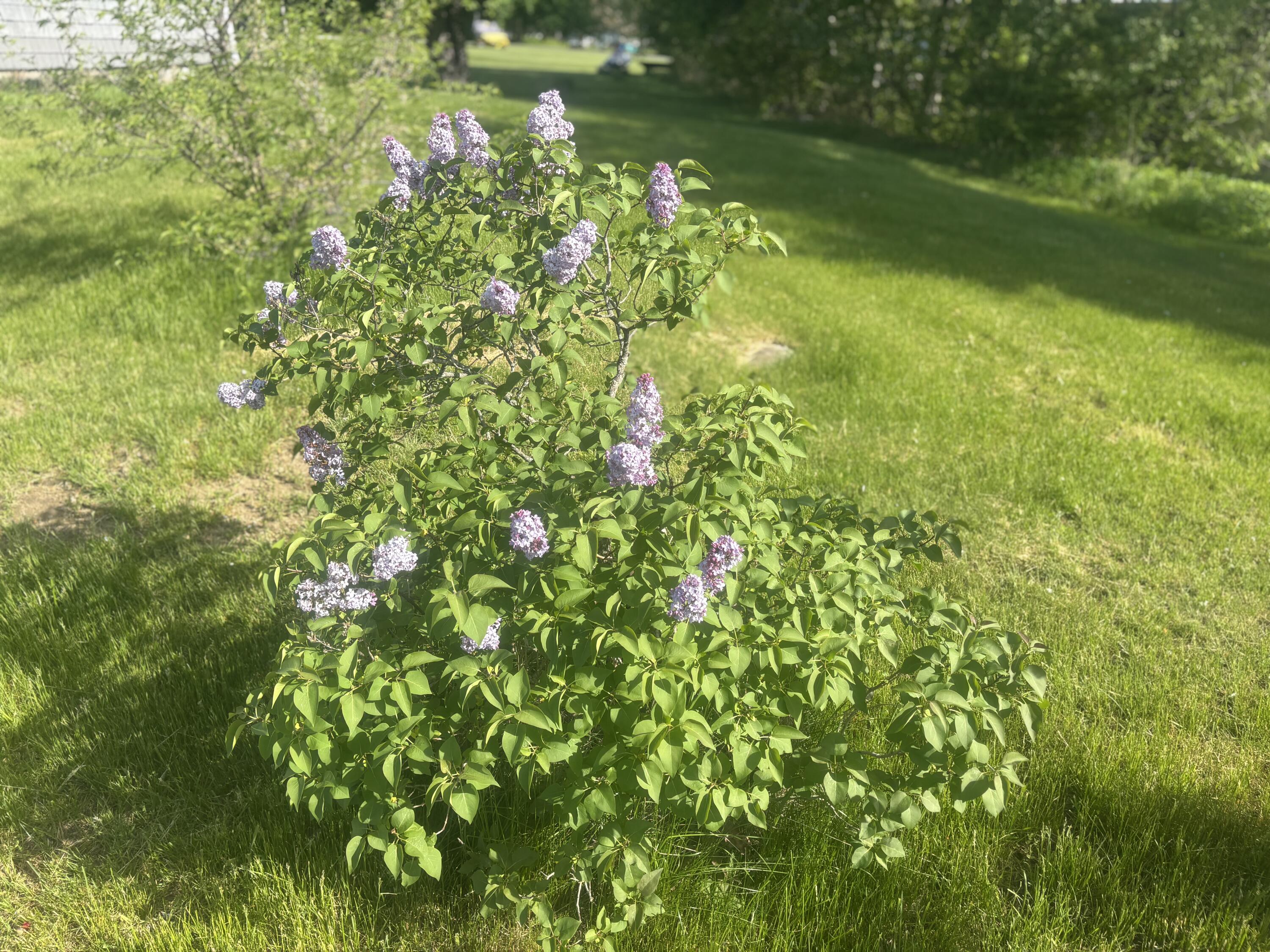 8 Lester Lane Burnham, ME 04922 - Photo 16 of 56 IMG_7120
