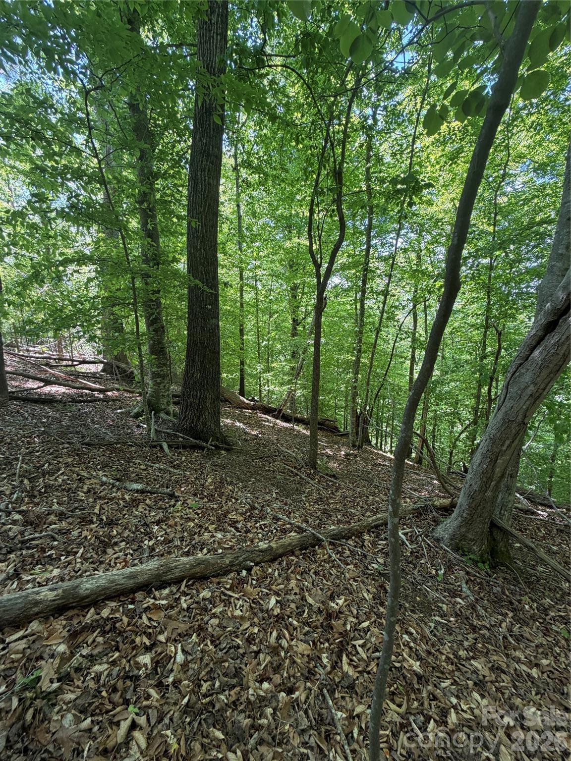 0 Creekside Circle, Unit 135 Rutherfordton, NC 28139 - Photo 11 of 20 a view of a forest with trees