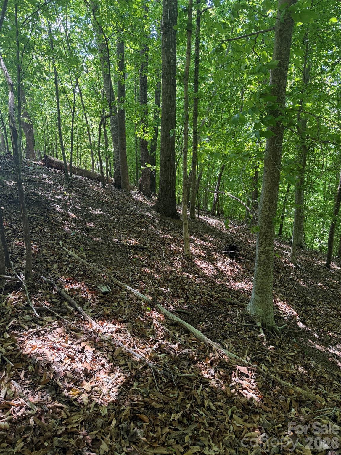 0 Creekside Circle, Unit 135 Rutherfordton, NC 28139 - Photo 15 of 20 a view of a forest with trees
