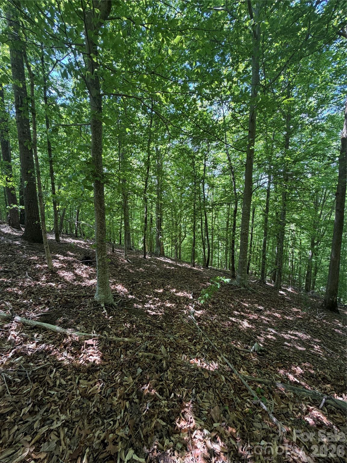 0 Creekside Circle, Unit 135 Rutherfordton, NC 28139 - Photo 17 of 20 a view of a forest with trees in the background