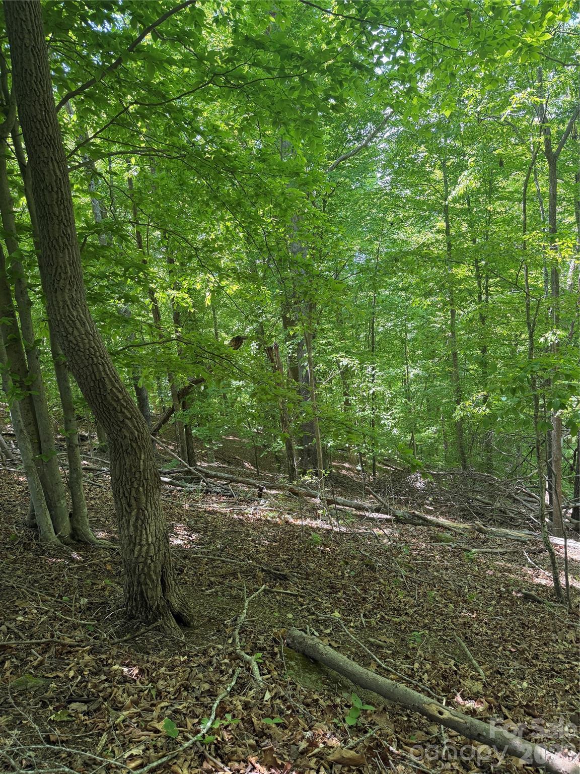 0 Creekside Circle, Unit 135 Rutherfordton, NC 28139 - Photo 18 of 20 a view of a yard with plants and large trees