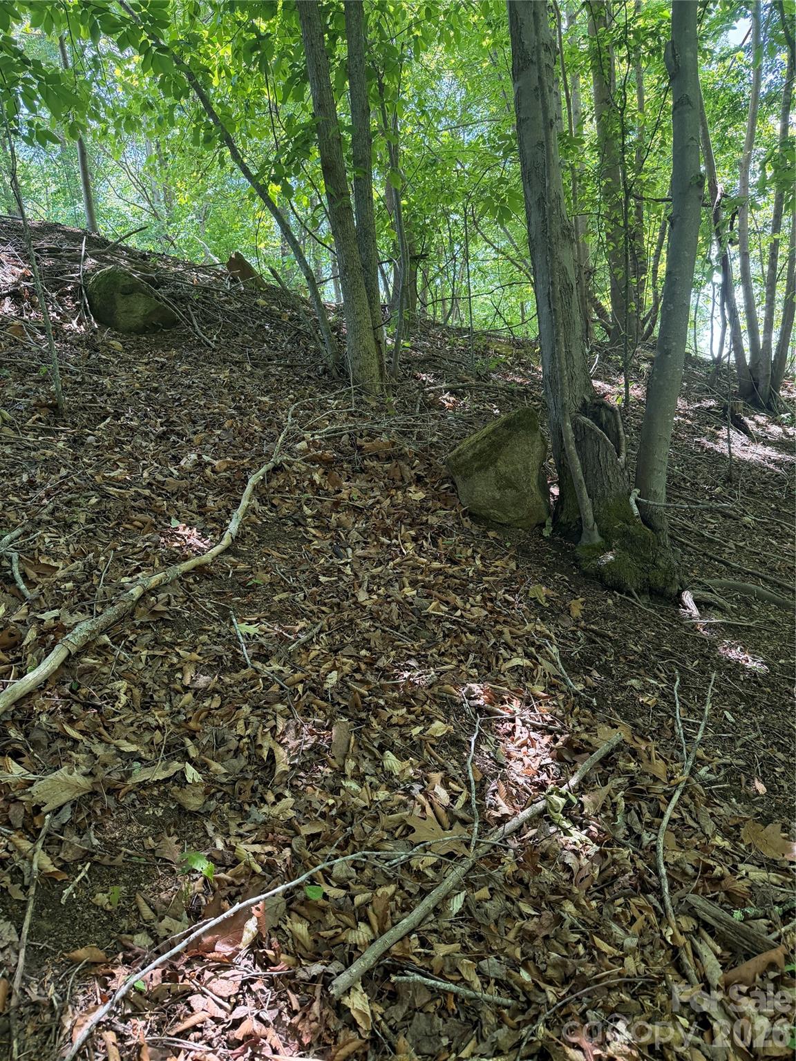 0 Creekside Circle, Unit 135 Rutherfordton, NC 28139 - Photo 19 of 20 a view of a forest with trees