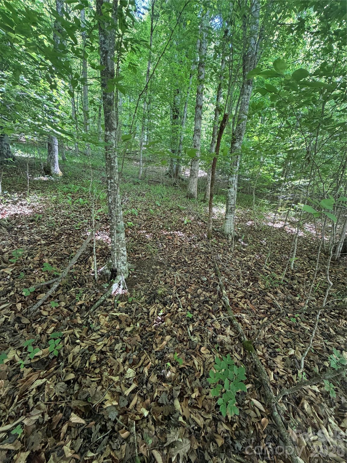 0 Creekside Circle, Unit 135 Rutherfordton, NC 28139 - Photo 5 of 20 a view of a forest with trees