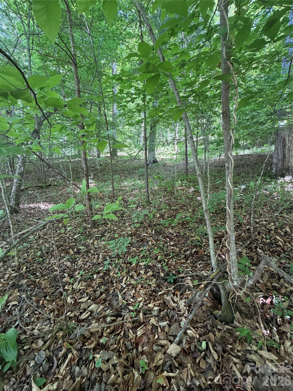 0 Creekside Circle, Unit 135 Rutherfordton, NC 28139 - Photo 6 of 20 a view of forest