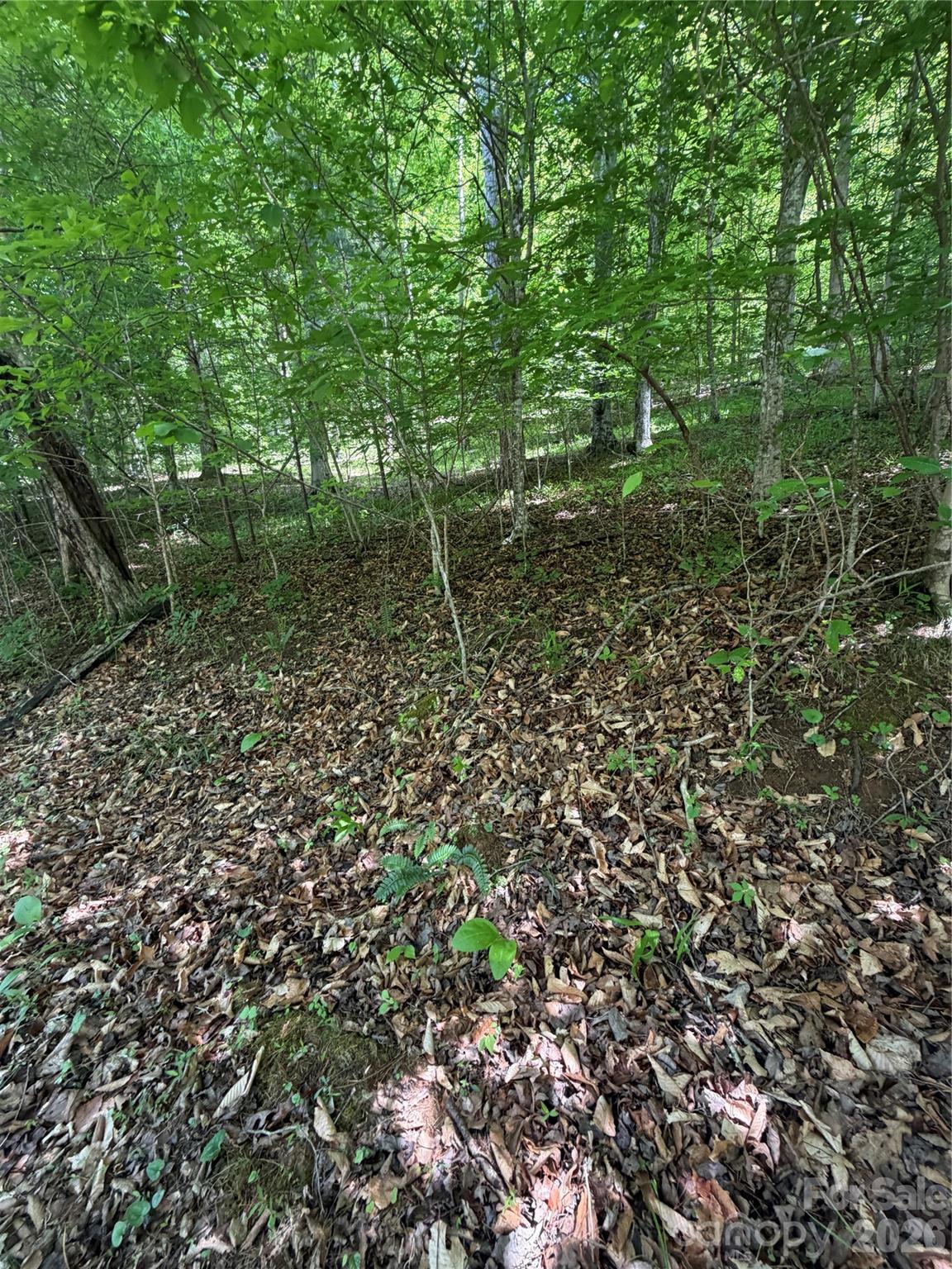 0 Creekside Circle, Unit 135 Rutherfordton, NC 28139 - Photo 7 of 20 a view of a forest with a trees