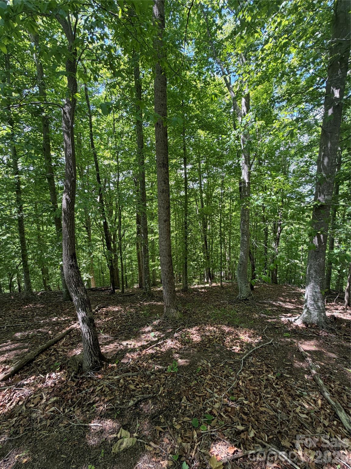 0 Creekside Circle, Unit 135 Rutherfordton, NC 28139 - Photo 10 of 20 a view of a forest with trees