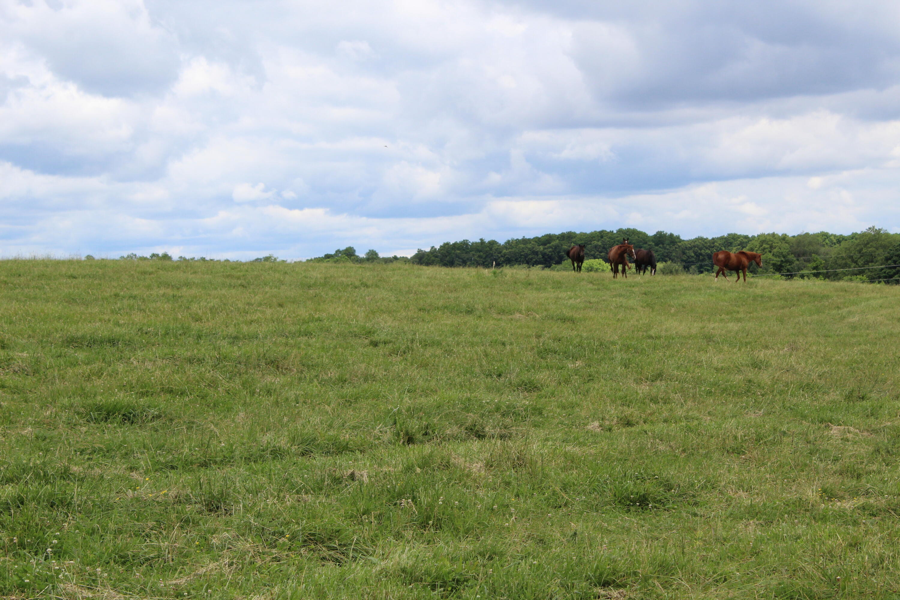 187 Jackstown Road Paris, KY 40361 - Photo 18 of 18 IMG_2810