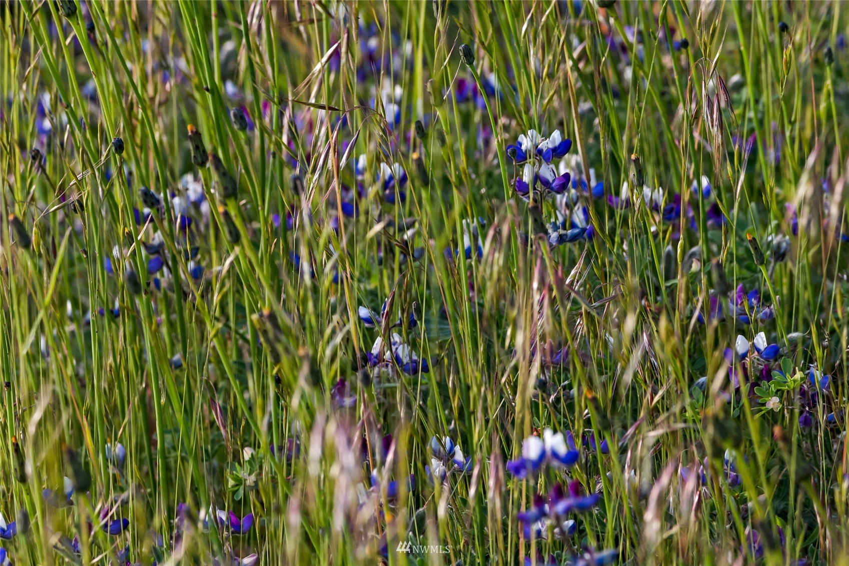 699 Capron Road Friday Harbor, WA 98250 - Photo 28 of 31 Gallery Image 28