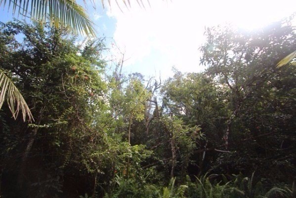 17 Sadilek Road Pahoa, HI 96778 - Photo 1 of 1