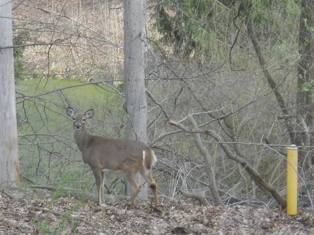 $199,900 | Pinegrove Avenue, Irondequoit, NY 14617