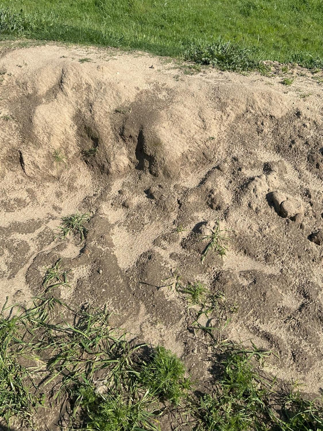 1100 Crabtree Road Waterford, CA 95386 - Photo 62 of 73 a view of a backyard of a house