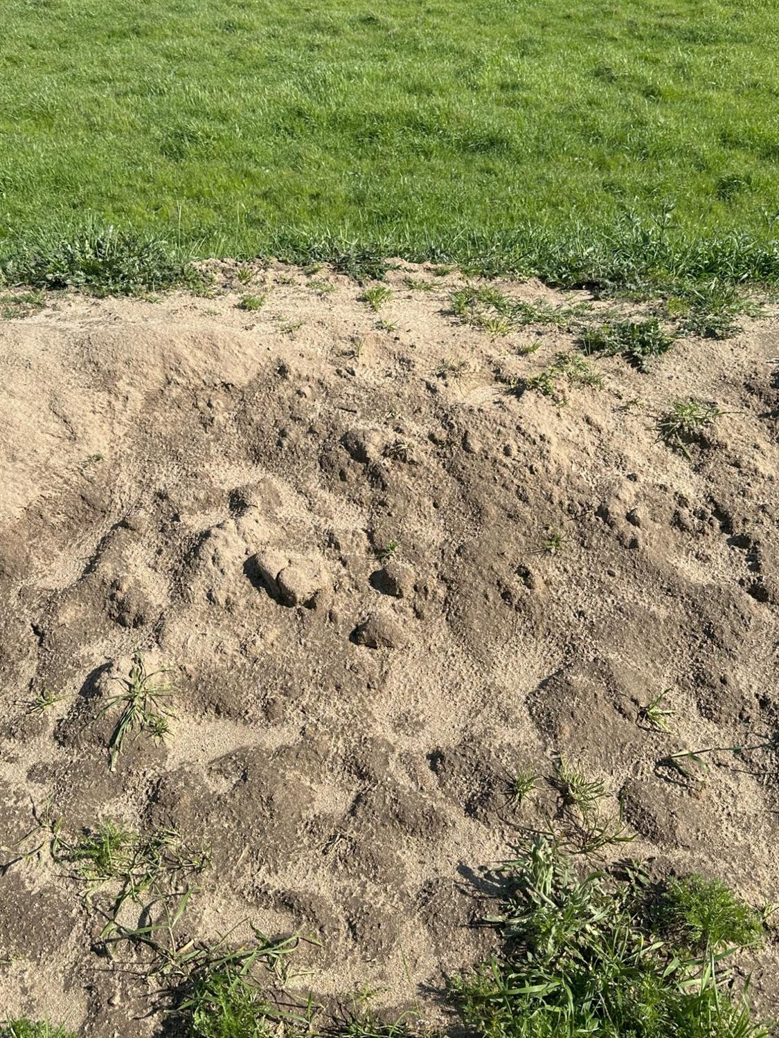 1100 Crabtree Road Waterford, CA 95386 - Photo 65 of 73 a view of a yard with a plant