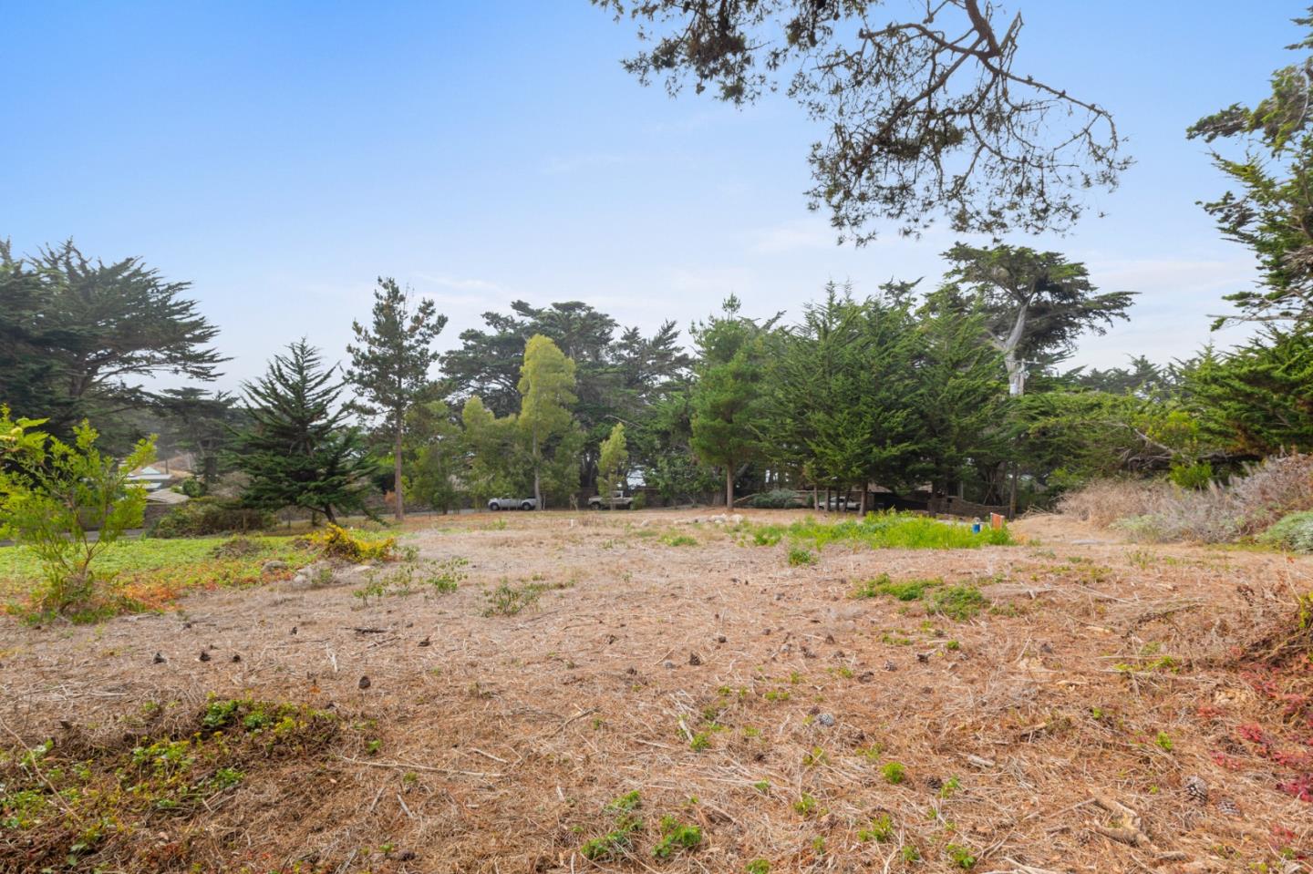 161 Spindrift Road, Unit B Carmel, CA 93923 - Photo 18 of 22 a view of a yard with a tree