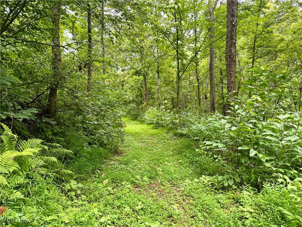325 North Fork Road New Matamoras, OH 45767 - Photo 25 of 50 View of wooded area