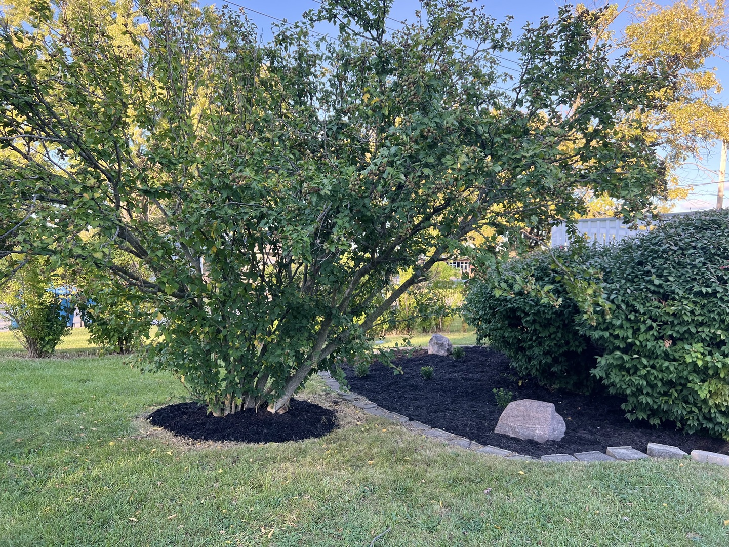 3002 Green Street, Unit 1 Steger, IL 60475 - Photo 29 of 29 a big yard with lots of green space and plants