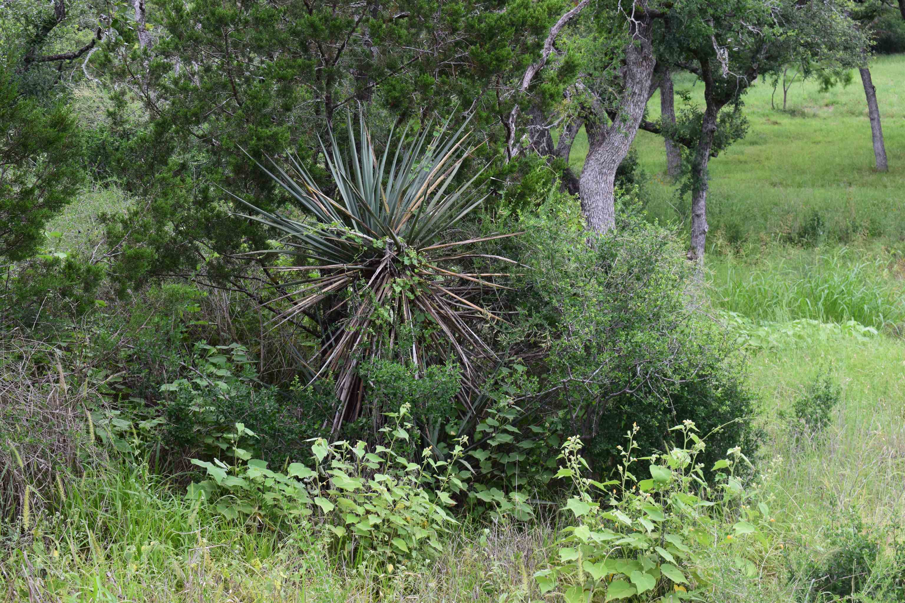 10430 Ranch Road 2341 Burnet, TX 78611 - Photo 6 of 11 a close up of a plant in a garden