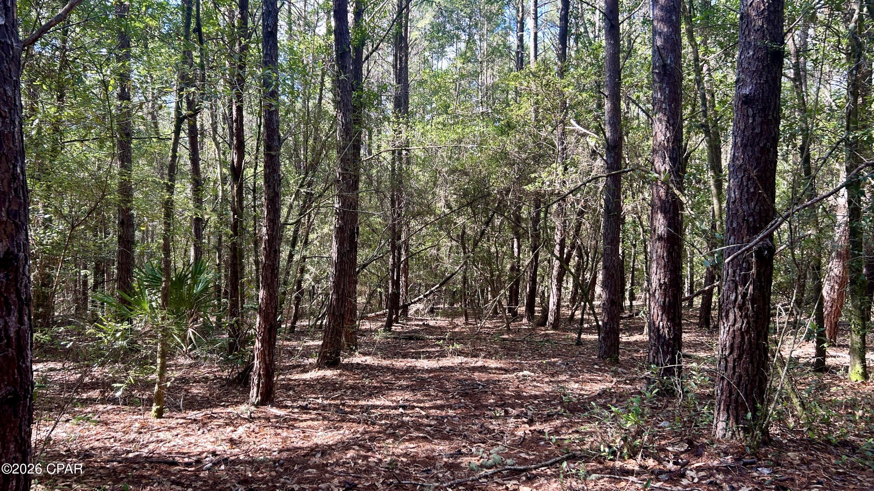 B Trawick Creek Road Holt, FL 32564 - Photo 5 of 27 Gallery Image 5