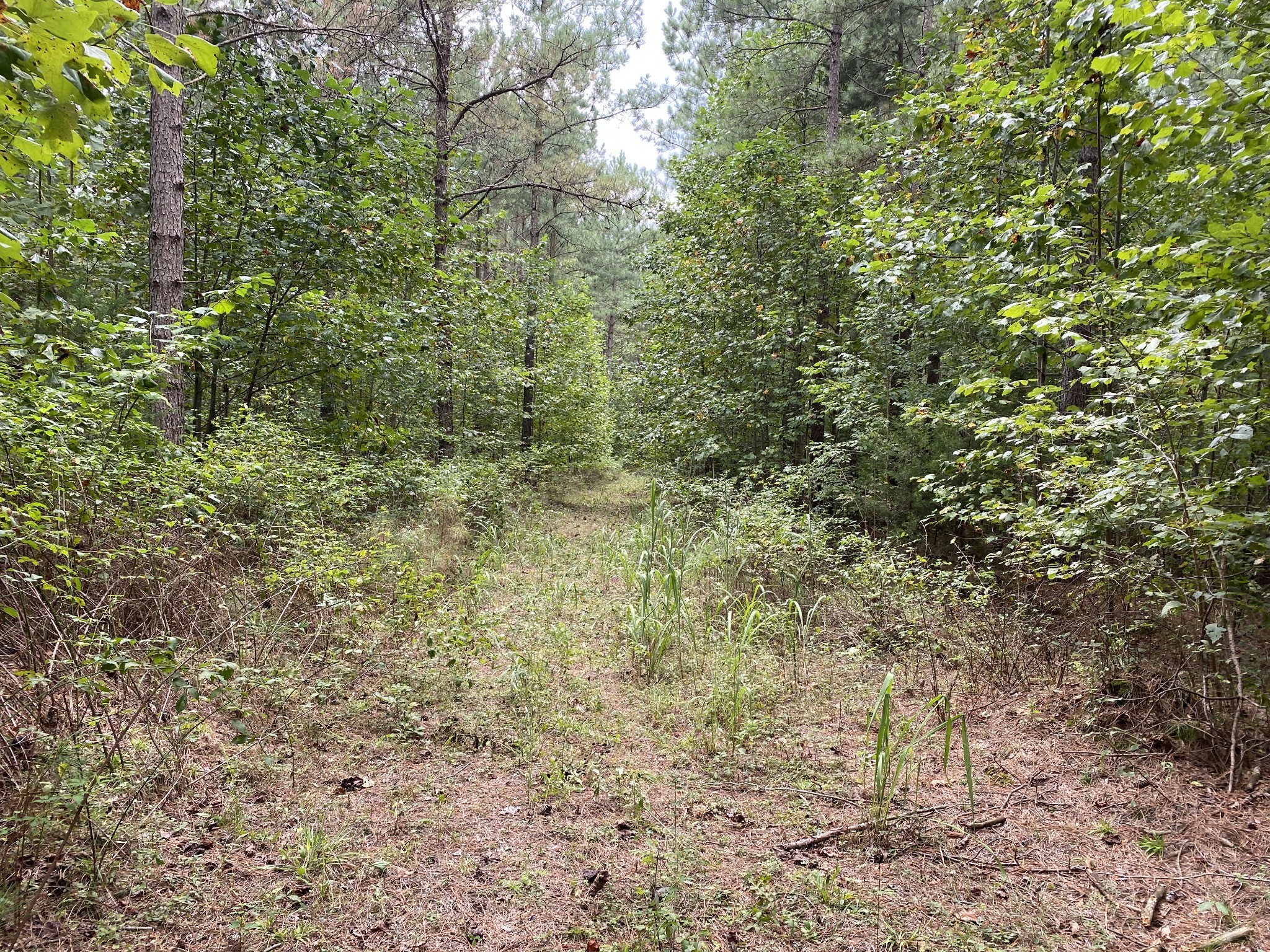 0 Blowing Springs Road Lawrenceburg, TN 38464 - Photo 14 of 22 Gallery Image 14