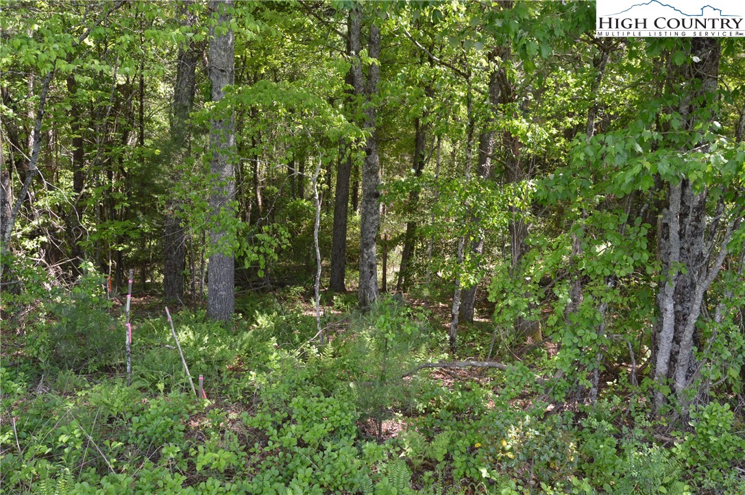 Lot #2 Brooks Road Glade Valley, NC 28627 - Photo 7 of 16 Gallery Image 7