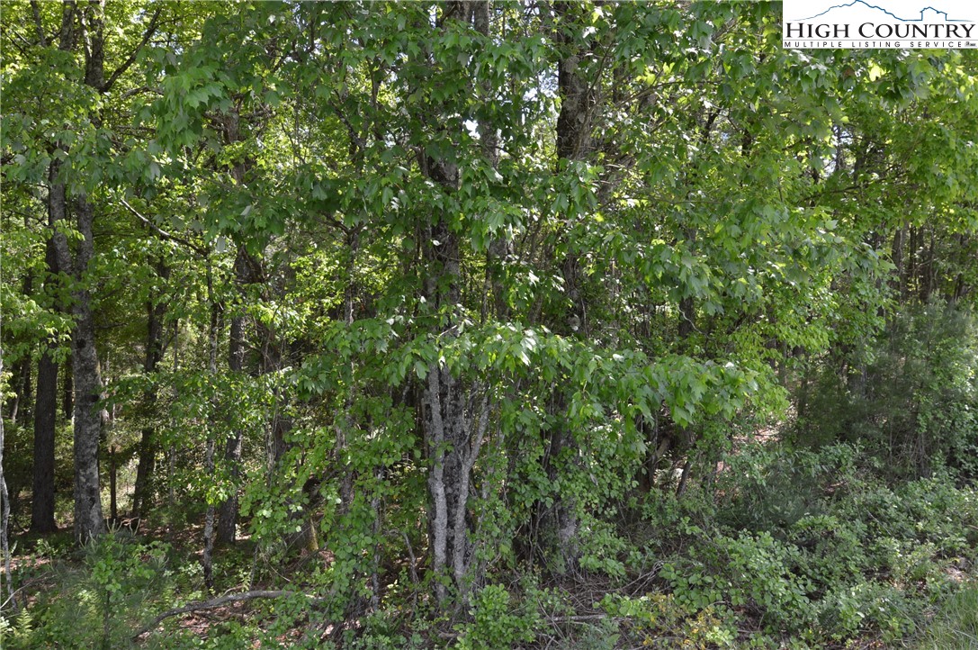 Lot #2 Brooks Road Glade Valley, NC 28627 - Photo 8 of 16 Gallery Image 8