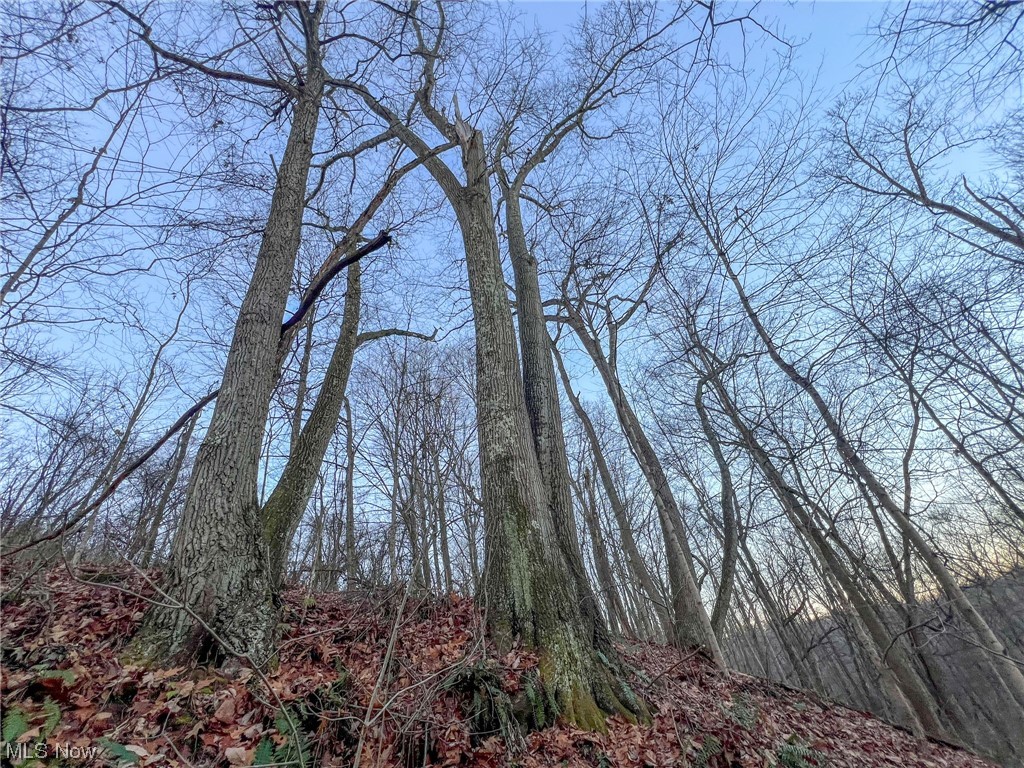 44886 Ludolph Ridge Road New Matamoras, OH 45767 - Photo 28 of 42 View of local wilderness