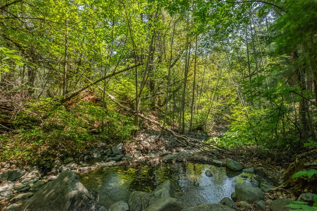 a view of a tree with a plant