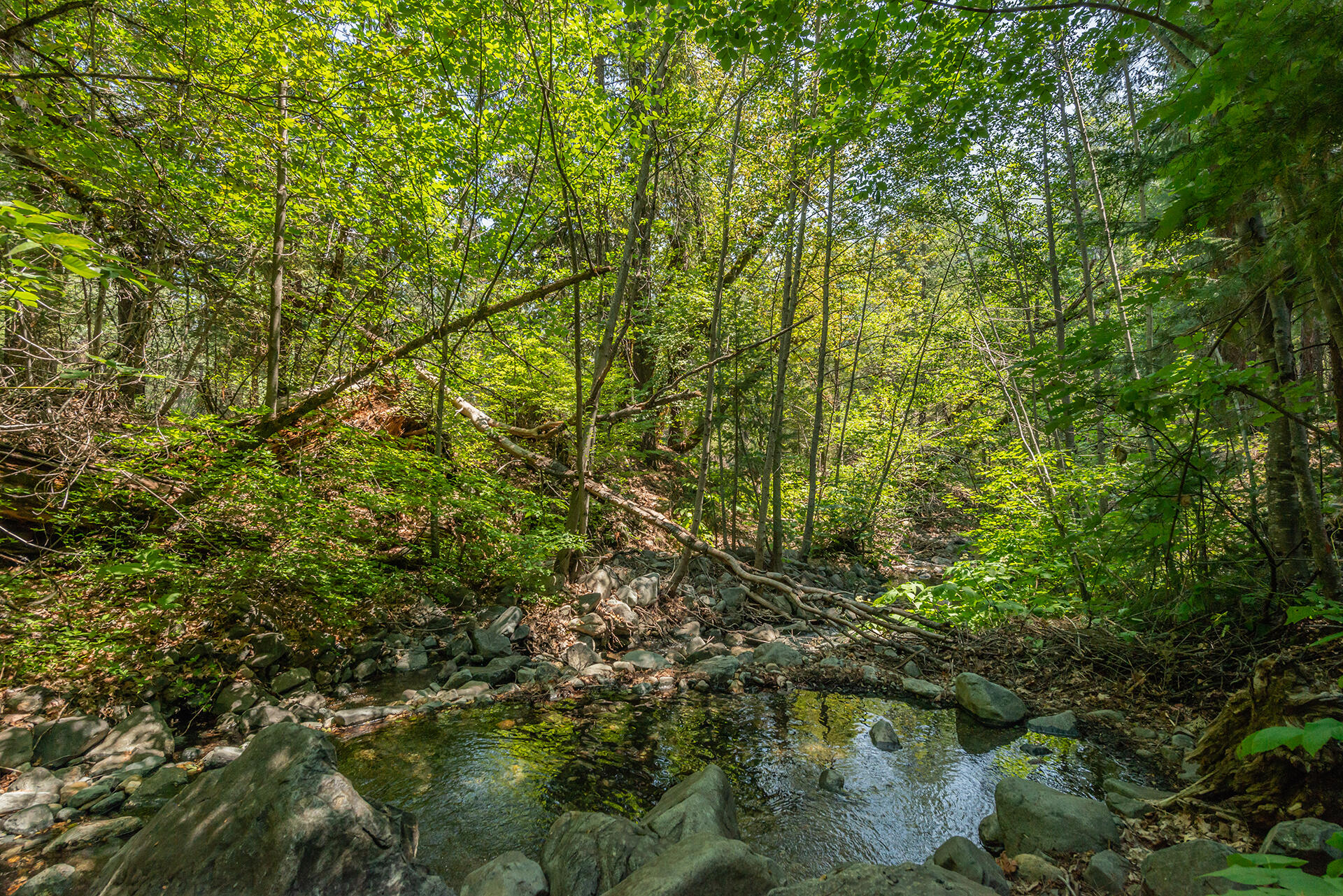 1371 Eagle Creek Loop Trinity Center, CA 96091 - Photo 3 of 37 a view of a tree with a plant