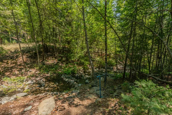 a view of a forest with trees