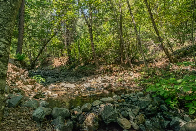 a view of a forest with trees