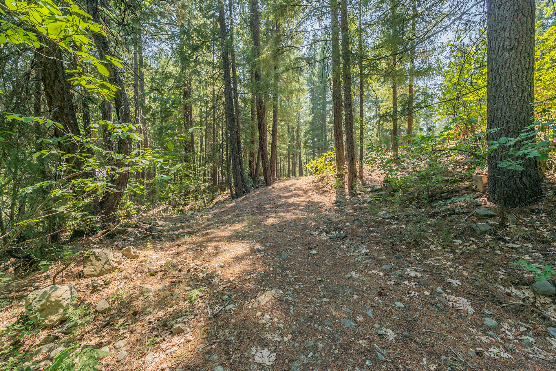 1371 Eagle Creek Loop Trinity Center, CA 96091 - Photo 34 of 37 a view of a yard with large trees