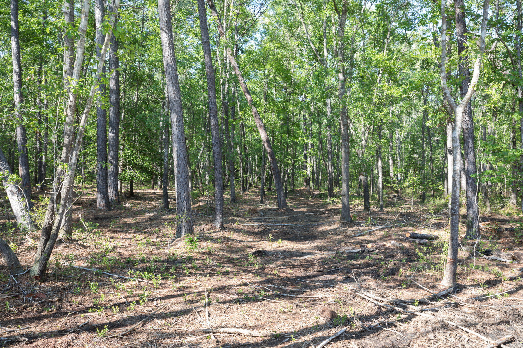 Lot 3 White Road Awendaw, SC 29429 - Photo 8 of 12 White+Rd+Awendaw-3-web