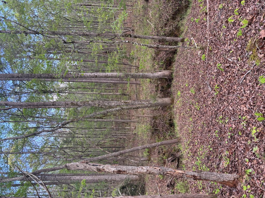 Lot 202 Valley Rescue Mission Road, Unit 202 Hamilton, GA 31811 - Photo 5 of 12 Gallery Image 5
