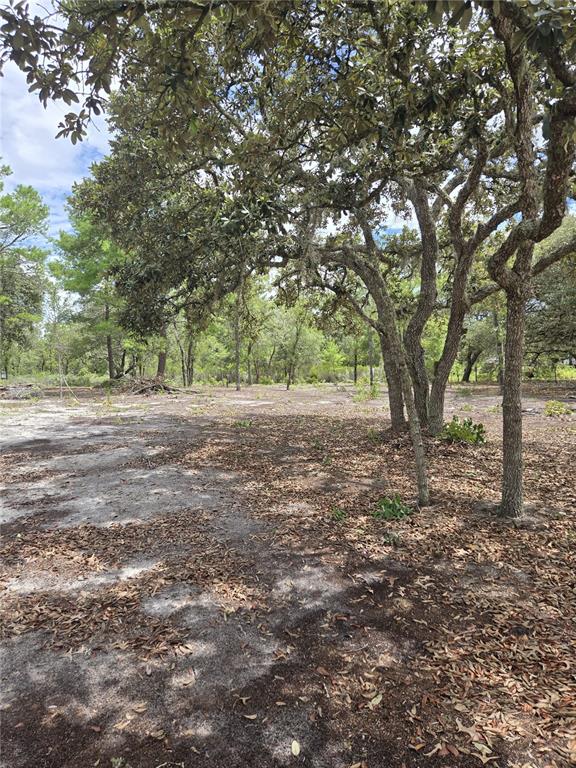 Northeast 81st Street Bronson, FL 32621 - Photo 6 of 13 a view of a yard with a tree