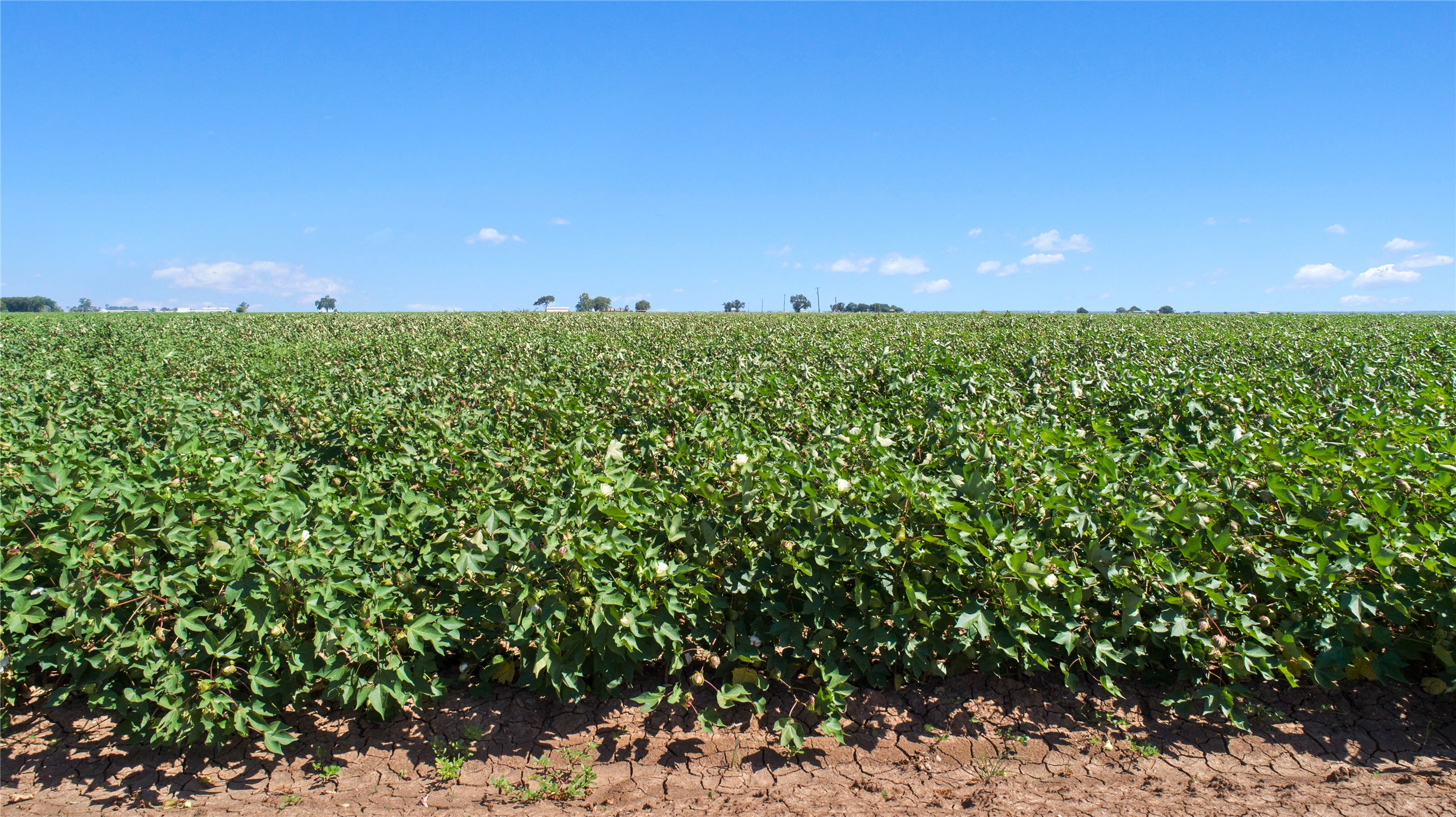 12485 Sandy Point Road Bryan, TX 77807 - Photo 11 of 14