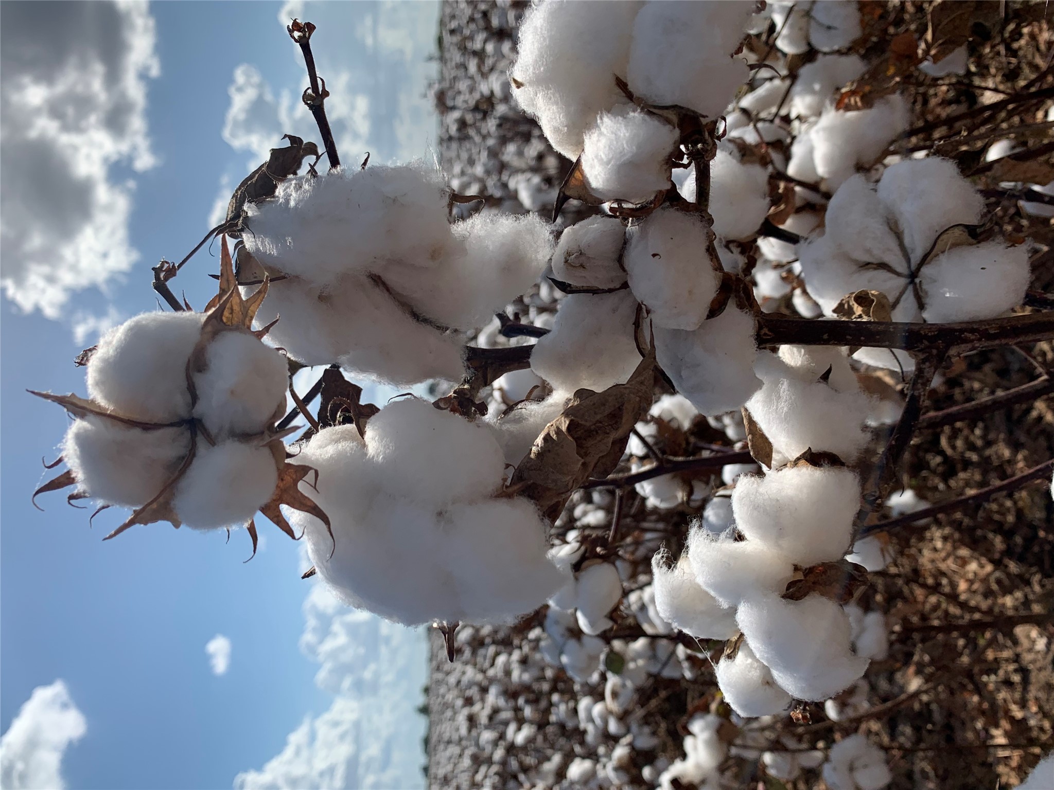 12485 Sandy Point Road Bryan, TX 77807 - Photo 12 of 14