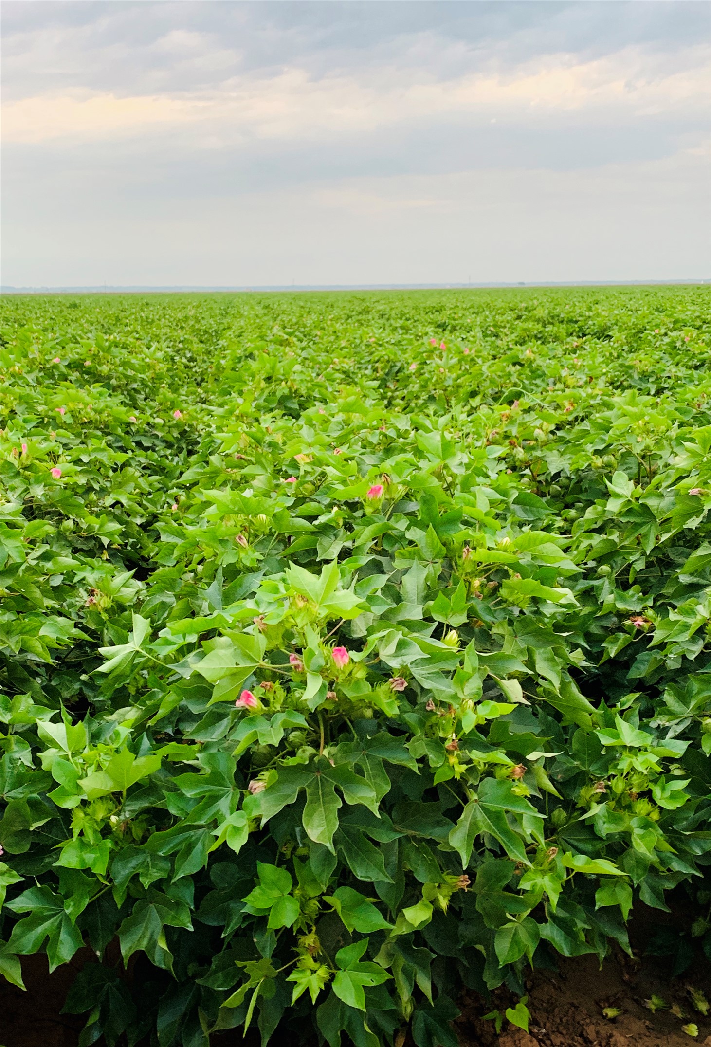 12485 Sandy Point Road Bryan, TX 77807 - Photo 3 of 14