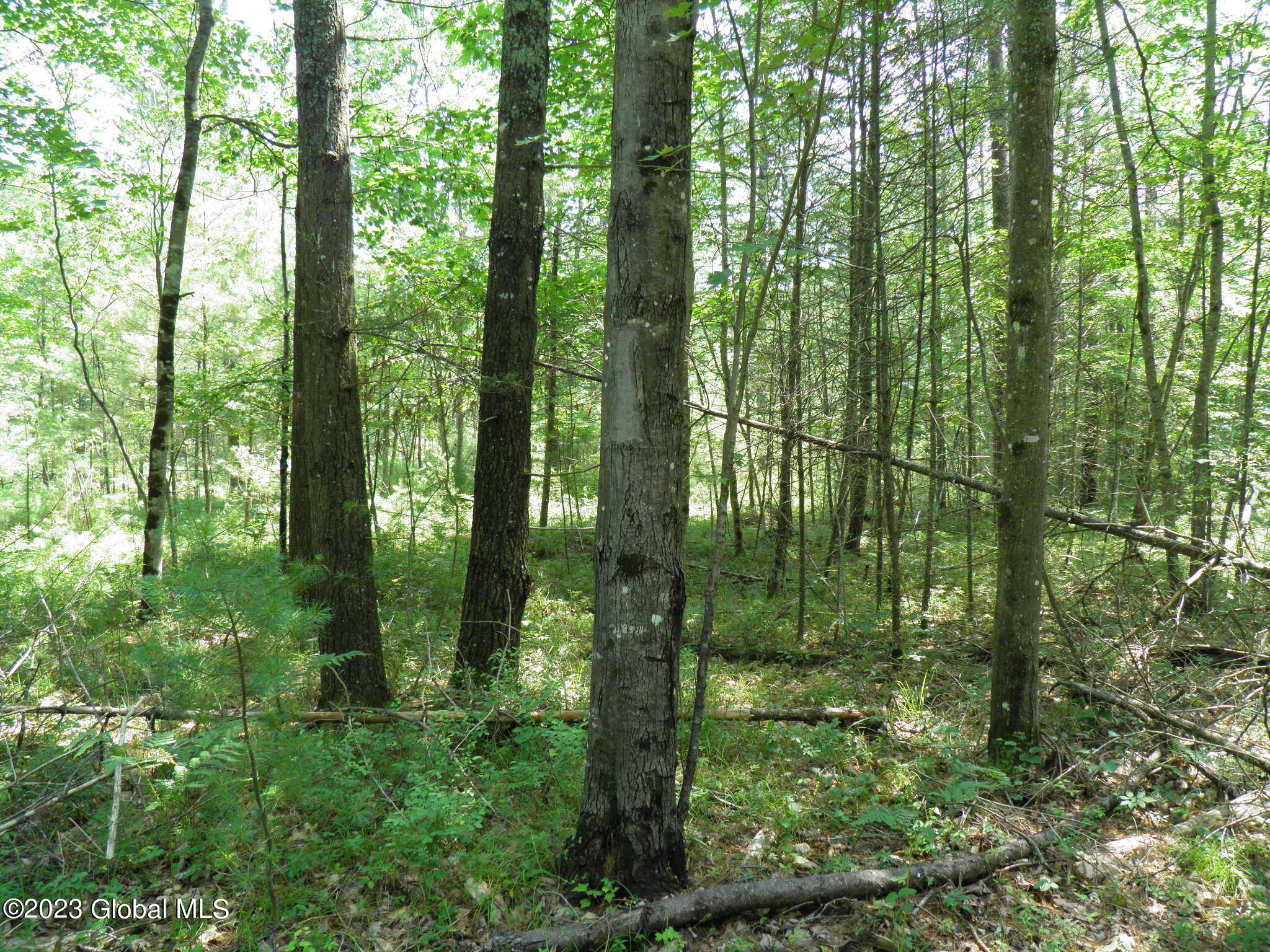 L4 Silver Lake Road Au Sable Forks, NY 12912 - Photo 16 of 71 17 White Pine & Red Maple