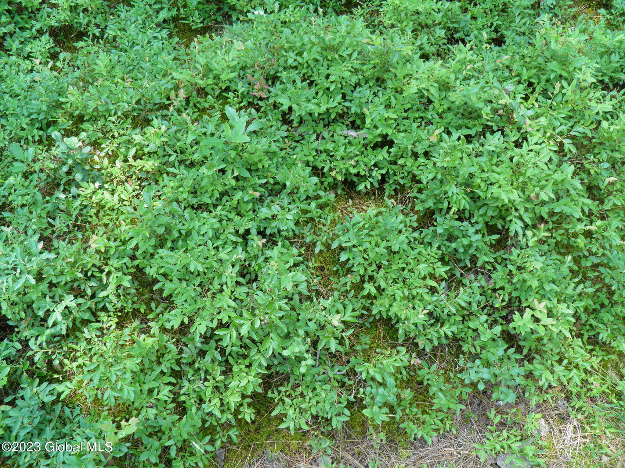 L4 Silver Lake Road Au Sable Forks, NY 12912 - Photo 24 of 71 25 Wild Blueberries