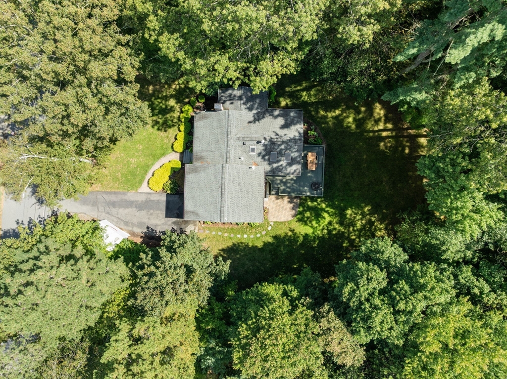 73 Willow Road Sudbury, MA 01776 - Photo 38 of 41 a plant that is in front of a tree