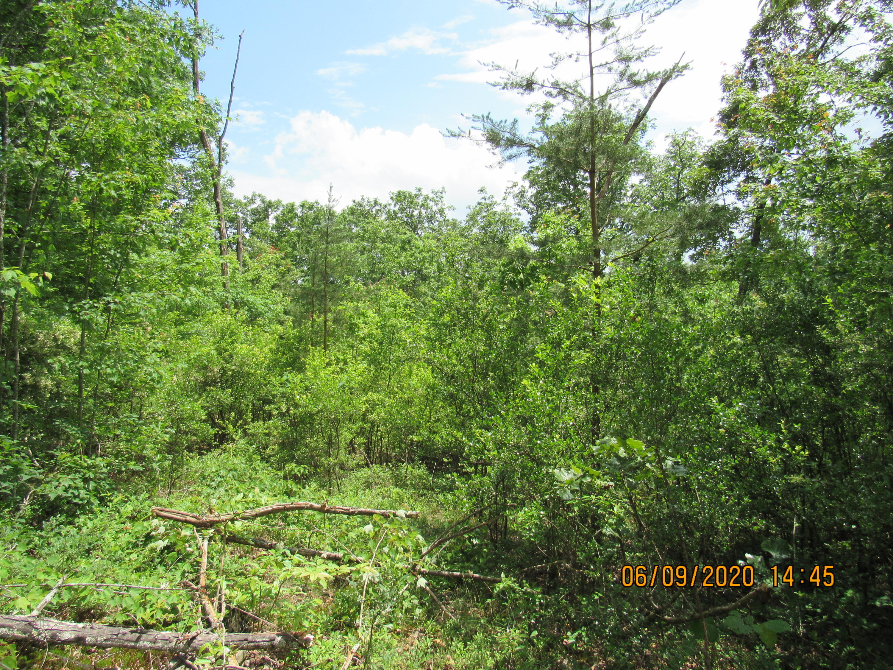 42-ac Coon Hollow Road Deer Lodge, TN 37726 - Photo 1 of 40 IMG_2415